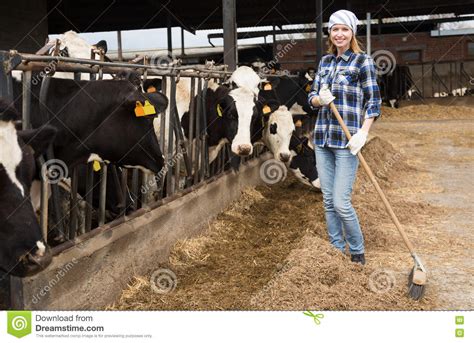 Mucche D Alimentazione Del Tecnico Femminile Con Erba Nel Granaio Del Bestiame Immagine Stock