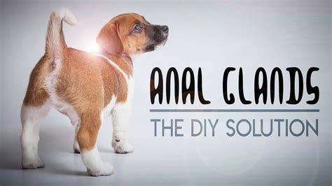 How To Express Your Dogs Anal Glands At Home Diy Anal Gland