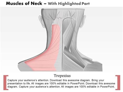 0514 Muscles Of Neck Medical Images For Powerpoint Powerpoint