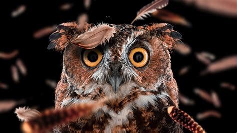 Curious Owl Wallpaperhd Birds Wallpapers4k Wallpapersimages