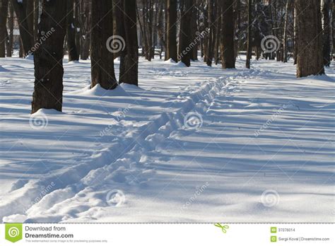 Narrow Path In The Snowy Forest Stock Photo Image Of January Cold