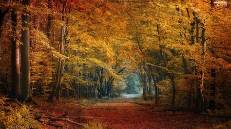 Viewes Autumn Way Path Forest Trees Beautiful Views