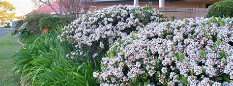 The Best Hedge Plants For Florida