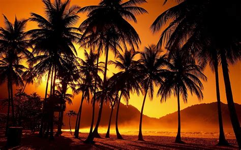 Beach Palm Trees Wallpapers 58 Images