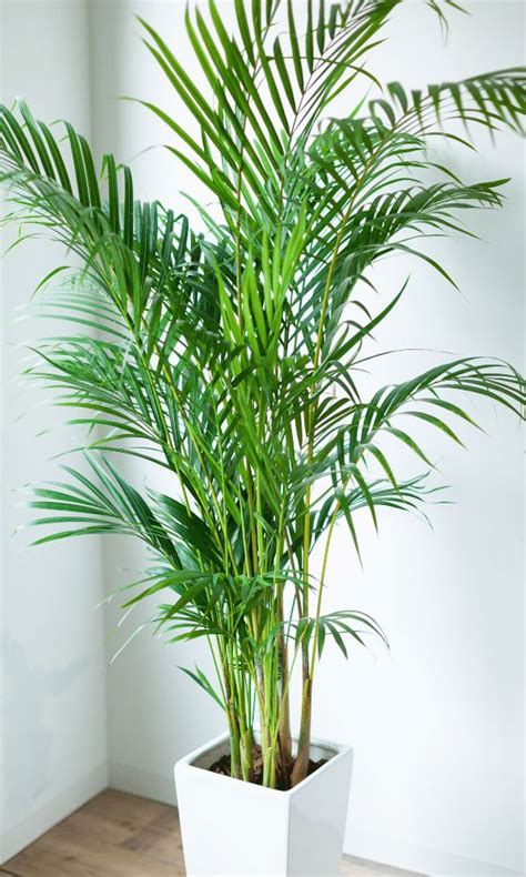 How To Care For An Areca Palm Indoor Care Tips Piantica In 2023