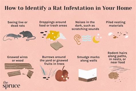 What Causes Rat Infestation