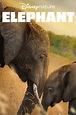 Elephant (2020) - Posters — The Movie Database (TMDb)