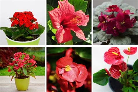 15 Beautiful Houseplants With Red Flowers Smart Garden Guide