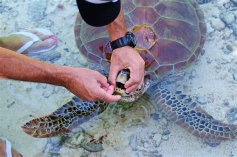 Free Images Nikon Sea Turtle Reptile D300 Borabora Lemeridien