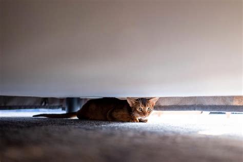 Premium Photo Cute Abyssiniancat Hiding Under The Bed Funny Cat