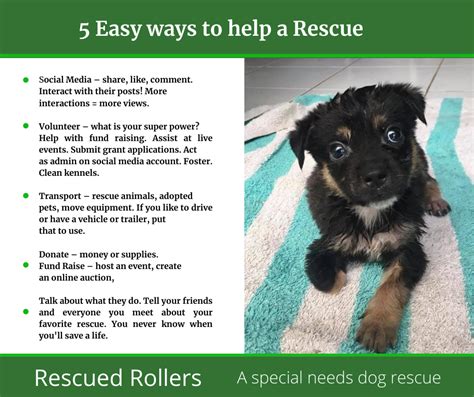 5 Easy Ways To Help Your Favorite Rescue Rescued Rollers