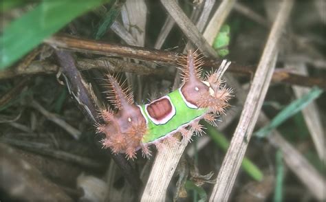 North Georgia Naturalist Saddleback Caterpillar Ouch