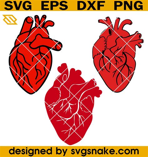 Anatomical Heart Bundle Svg Human Heart Bundle Svg Heart Svg Svg Snake