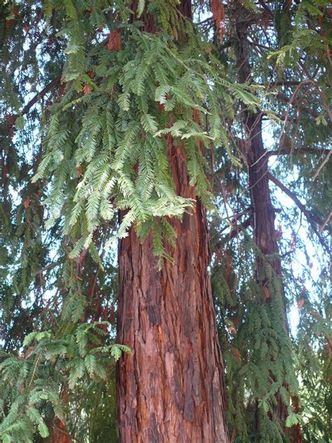 Sequoia Sempervirens Usa Efloraofindia