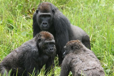 Gorillas Found To Live In Complex Societies Suggesting Deep Roots Of