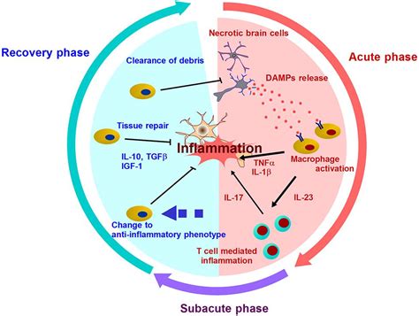 Frontiers Post Ischemic Inflammation Regulates Neural Damage And