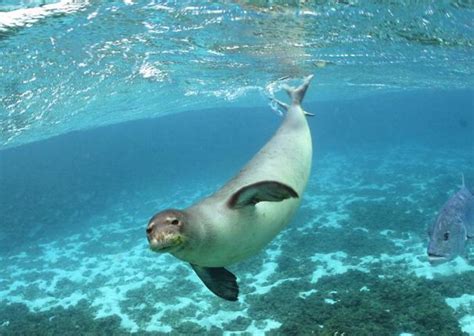 Endangered Ocean Animals Smithsonian Ocean