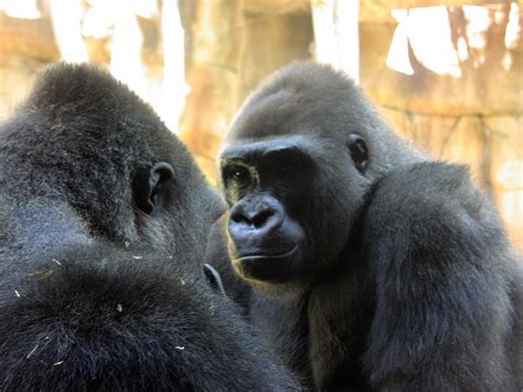 Gay Gorilla Sex Surprises Zoo Visitors Pinknews