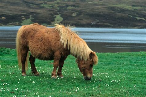 7 Smallest Horse And Pony Breeds Savvy Horsewoman