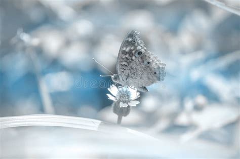 Beautiful Spring Butterfly On A Flower Background Pastel Toning Stock