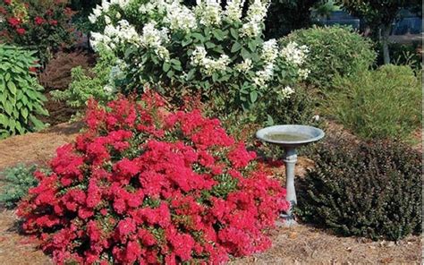 This specific variety of tree best grows in the us department of agriculture plant hardiness zones five through eight and it needs a lot of sun. Buy Cherry Dazzle Dwarf Crape Myrtle For Sale Online From ...