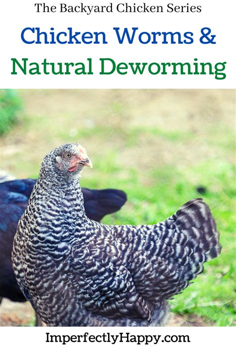 Chicken Worms And Natural Deworming Tips The Imperfectly Happy Home In 2021 Chickens