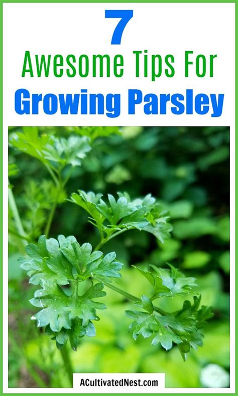 7 Tips For Growing Parsley Easy Parsley Gardening Tips A Cultivated