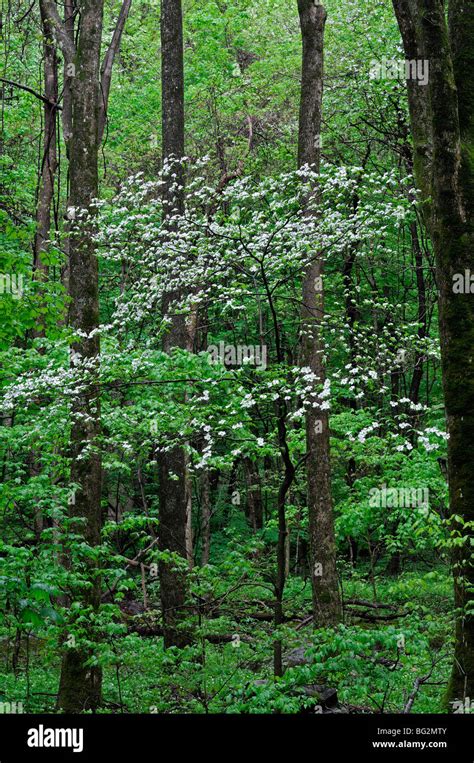 Appalachian Mountain Flora White Dogwood Tree Flowering Spring Greenery