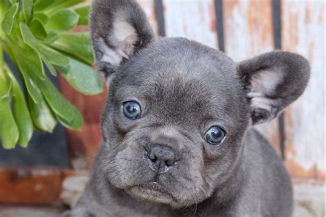 Here's some information about the cost of a french bulldog puppy can cost anywhere between $1400 all the way up to $8500. Exotic French Bulldogs - Puppies For Sale