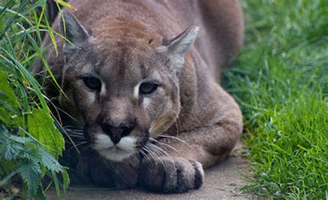 About Endangered Species Eastern Cougar