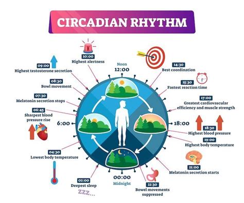 What Is Your Circadian Rhythm And How Does It Affect Your Health