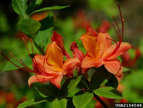 Rhododendron Calendulaceum Flame Azalea Mail Order Natives