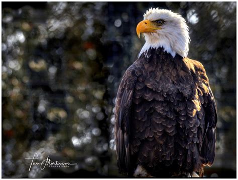 American Eagle Bald Eagle On A Bad Hair Day Canon 5ds 1 Flickr