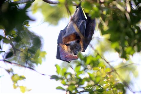 Bats Megabats Local Camp Grey Headed Flying Fox Fruit Bat