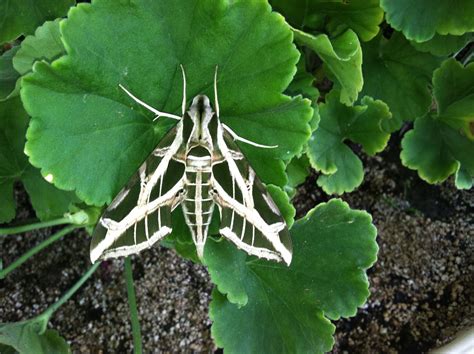 A Texas Moth That Looks Like Sticks So Cool Bugs And Insects
