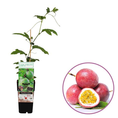 Passievruchtplant Passiflora Edulis Boskoopse Fruitbomen