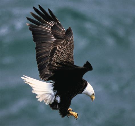 File:Bald eagle landing.jpg - Wikimedia Commons
