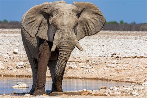 Elefant Foto And Bild Tiere Wildlife Säugetiere Bilder Auf Fotocommunity