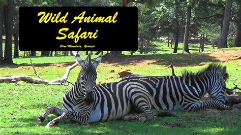Wild Animal Safari Youtube