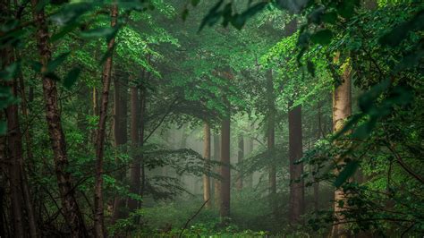 Incredible Forest Wallpaper Maxipx