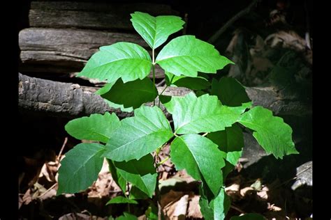 Learning To Identify Poison Ivy Can Save A Lot Of Grief 3 Photos