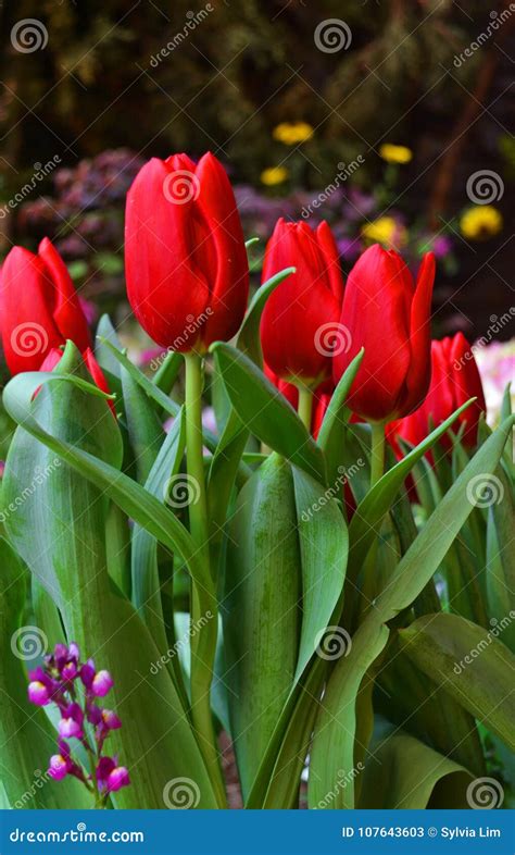 The Portrait Of Scarlet Tulips Stock Image Image Of Droplet Portrait