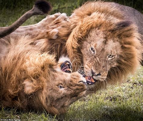 Male Lion Gets His Own Relative In A Headlock As They Fight Over A