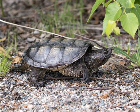 Snapping Turtle Photo Stock Close Up Profile View Walking On Gravel In