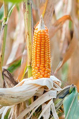 How To Grow Popcorn Microgreens Easy To Grow Corn Shoot Microgreens