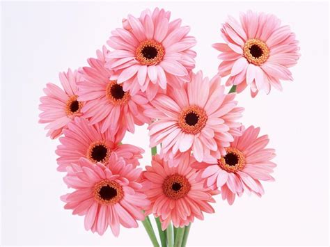 See more ideas about beautiful flowers, flowers, planting flowers. flowers for flower lovers.: Beautiful flowers wallpapers.