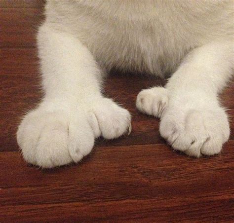 The Cat I Adopted Has A Few Extra Toes Roddlyweird