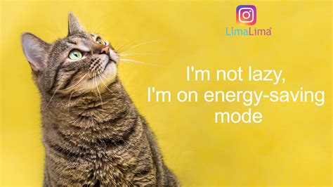 Ultimate Guide To Cat Captions For Instagram Cute Funny And Purr