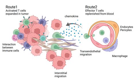 Decoding The Function Of Clonally Expanded T Cells In Kidney Cancer Fred Hutchinson Cancer Center