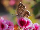 Piccola farfalla | JuzaPhoto